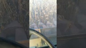 Можно ли сеять ПОДСОЛНЕЧНИК по ПОДСОЛНЕЧНИКУ??Что получилось?