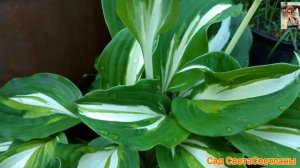 Утро в моём саду.Мой сад в начале июня.Красивый сад.Дача.Красивые цветники своими руками. Сад .