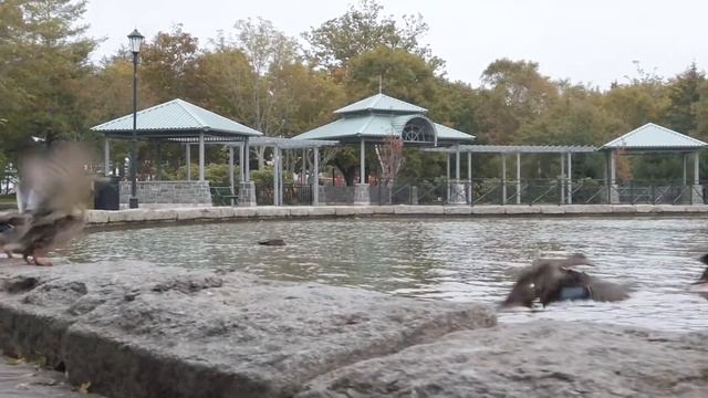 Звук утки. Кряканье. Soundente. Canard. Pato De Sonido. Sound Duck. بطة الصوت. Lyd Duck. ध्वनि बत्त