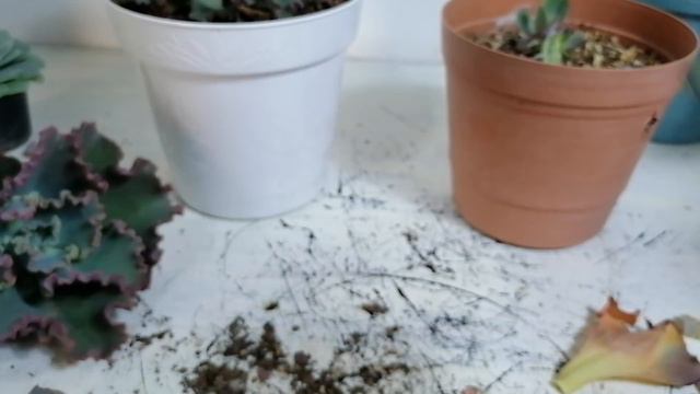 decapitar suculentas la mejor manera de reproducir suculentas donsuculento смотреть онлайн