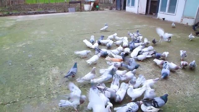 Голуби бакинские широкохвостые сизо-мраморные Нуритдин 89634262016 смотреть онлайн