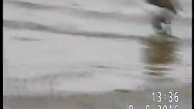 КУЛИКИ-ПЕРЕВОЗЧИКИ В ПАВЛОДАРЕ ГОТОВЯТ ПЛЯЖ К СЕЗОНУ смотреть онлайн