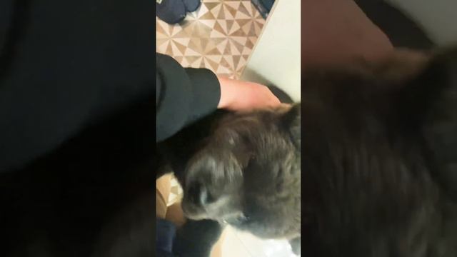 Чау-чау Хорошенький #чаучау #chowchowdog #щенок #chowchow #собака #chowchowpuppies #chowchowlovers смотреть онлайн