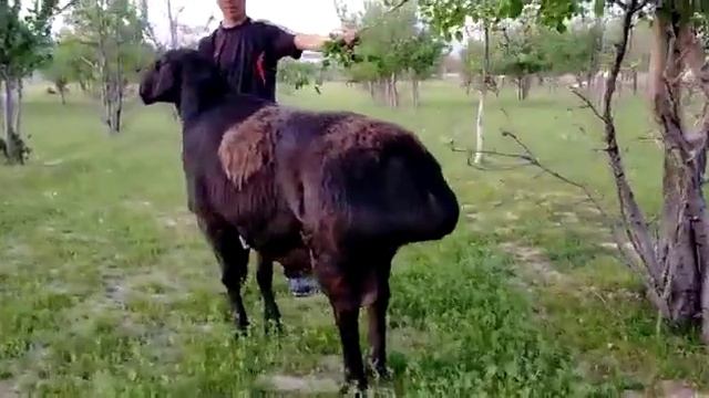 ?знаменитый кочкар крокодил ? смотреть онлайн