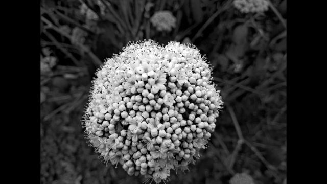 Nokia 9 Pureview Monochrome Stills смотреть онлайн