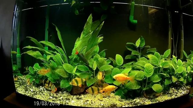 Суматранский барбус Лабео двухцветный смотреть онлайн