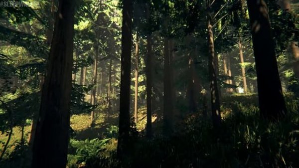 THE FOREST - LIVE WALLPAPER - 60FPS - FOR SLEEP - ЖИВЫЕ ОБОИ - ДЛЯ СНА