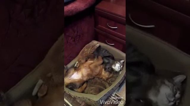 Брюссельский гриффон и кошка