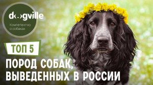 ТОП 5 Пород собак, выведенных в России – Часть 2
