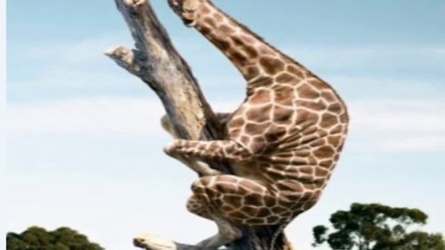 Чечен Портал 95 Лебедь или Динозавр ю хьар смотреть онлайн