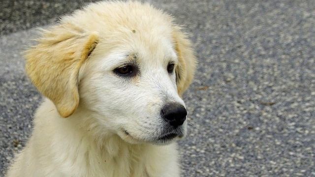 Maremma Sheepdog - TOP 10 Interesting Facts смотреть онлайн