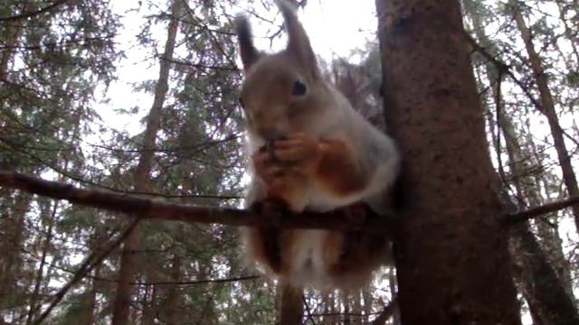 Белка ест орех смотреть онлайн