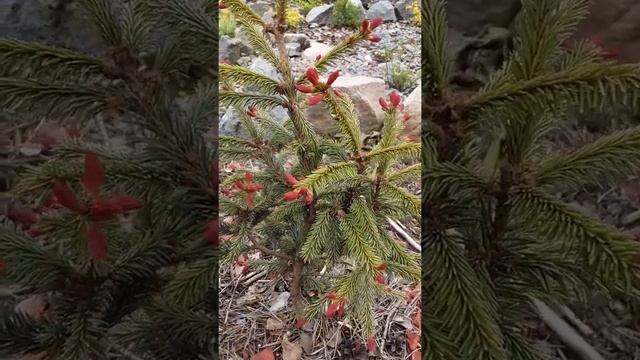 Такое бывает! Ель обыкновенная Рыдал ? Picea abies Rydal ? Хвойные растения в саду смотреть онлайн