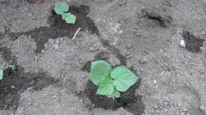 Как бороться с ТРИПСОЙ. Препарат Фитоверм.