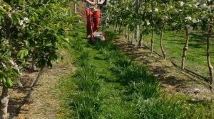 Покос травы в междурядиях сада