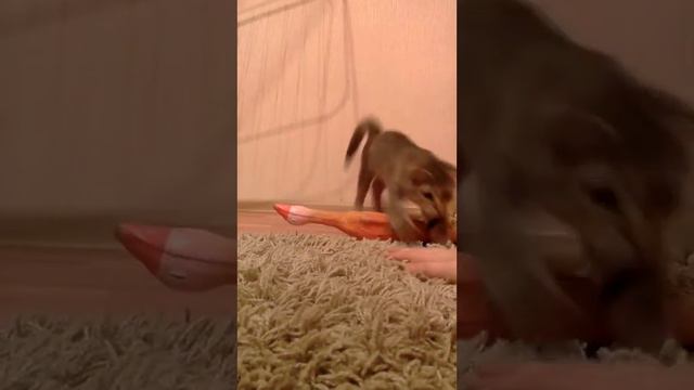 Кошка Луна смотреть онлайн