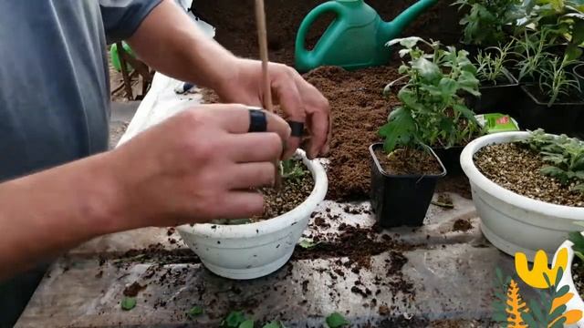 РАЗМНОЖАЙТЕ СВОЮ ХРИЗАНТЕМУ В ЛЮБОЕ ВРЕМЯ!! смотреть онлайн