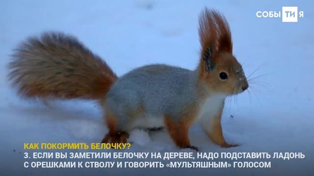 Где найти и накормить белок в Казани смотреть онлайн