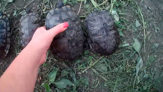 Видеодневник лето в деревне. Цветы, черепахи, сад. смотреть онлайн