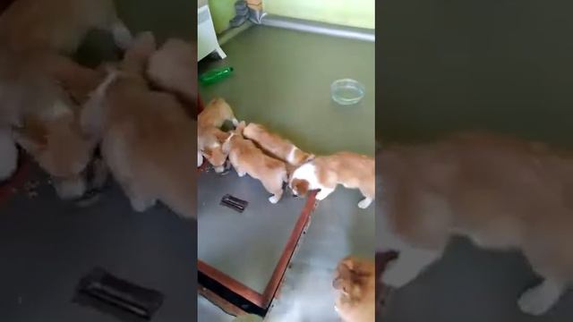 Малыши корги))) смотреть онлайн