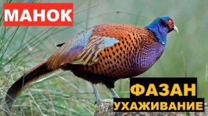 ?ГОЛОС (МАНОК) ФАЗАН УХАЖИВАНИЕ