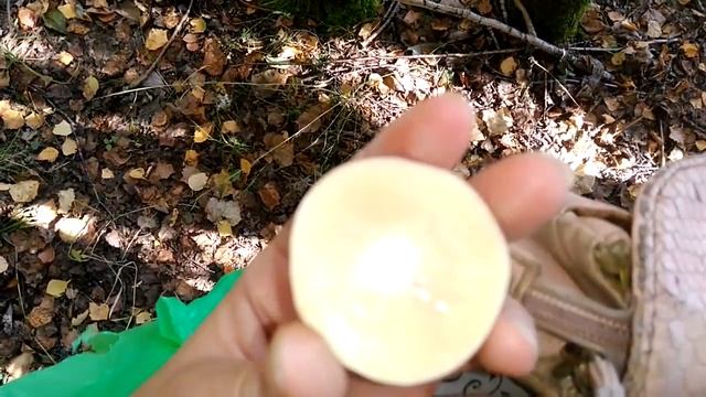 личинки паразита на грибах смотреть онлайн