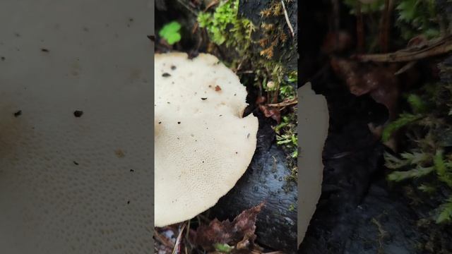 Трутовик клубненосный .Polyporus tuberaster . смотреть онлайн