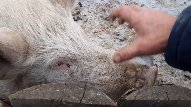 ?Свиноводство для самых ленивых.ЗИМНЕЕ ВЫРАЩИВАНИЕ СВИНЕЙ. смотреть онлайн