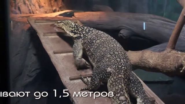 Гигантская ящерица тегу. смотреть онлайн