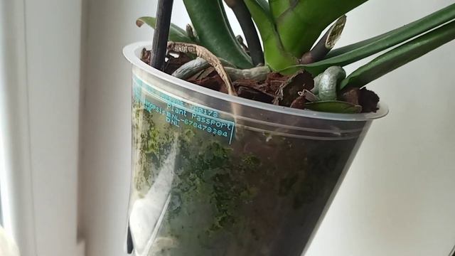 Phal.Younghome Princess.🌺Мечты сбываются !!!🌼 смотреть онлайн