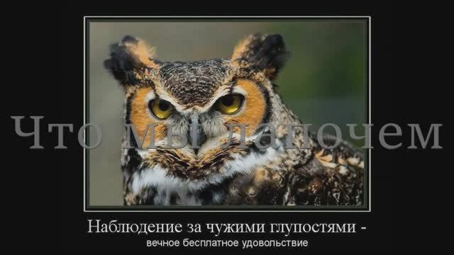 Что мы Лапочем? смотреть онлайн