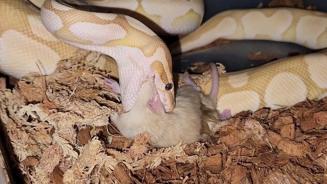 Ruby Eye Rat For Banana Python / Warning Live Feeding смотреть онлайн