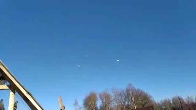 НОВАЯ ПЕРМЯЧКА/vlog/расслабляющая музыка/#голуби#голубеводство#птица смотреть онлайн