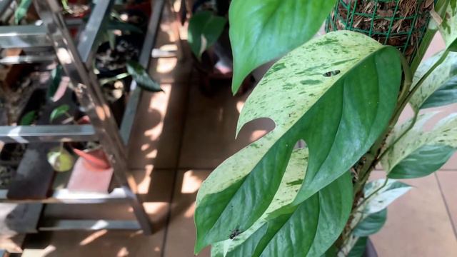 Epipremnum Pinnatum Marble (after 6 Months Of Planting)