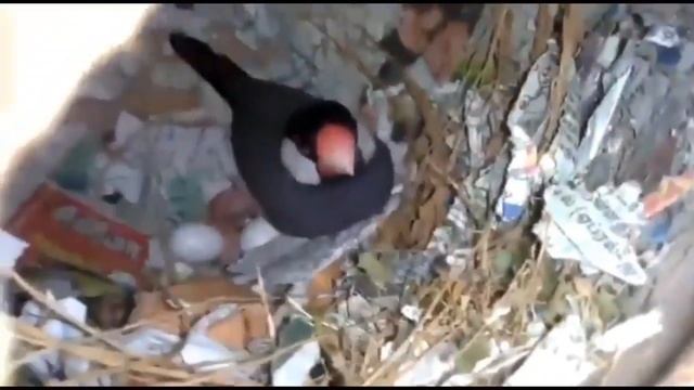 Java finches care and breeding tips in tamil смотреть онлайн
