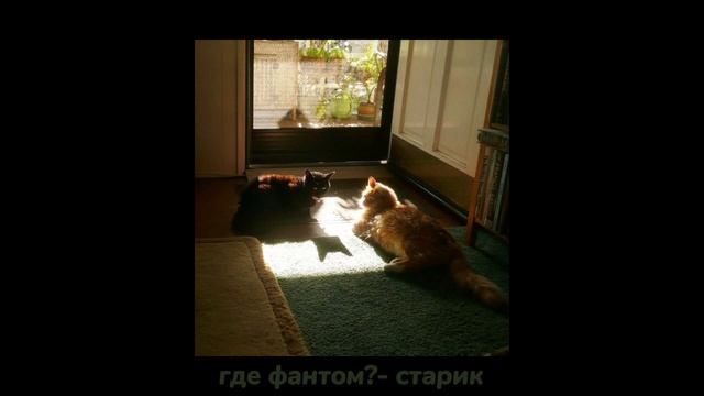 плейлист для комфортного вечера･:*+.|comfortable playlist ♪ смотреть онлайн