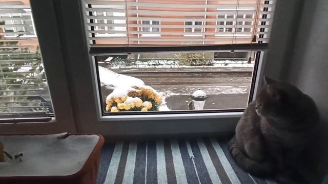 Первый снег... но мы не рады? смотреть онлайн