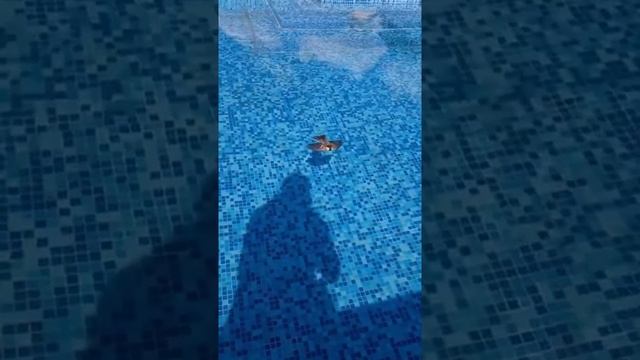 Самые смешные животные / Приколы с котами и собаками 2021 #21 смотреть онлайн