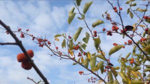 -Кудрания (клубничное дерево)