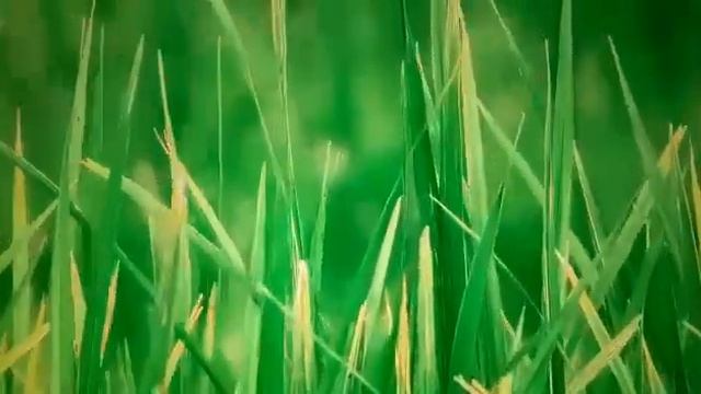 Неперебиваемый оберег работает на 100% смотреть онлайн