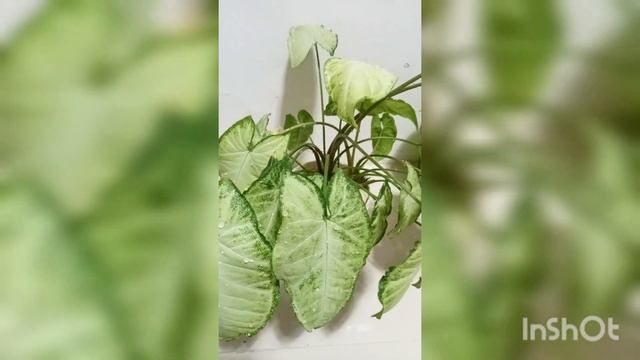 Vlog #460 The Arrowhead Plant/ Syngonium Podophyllum /Indoor Or Outdoor Plant