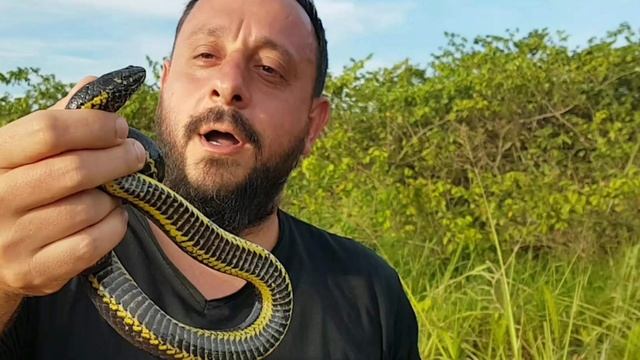 Acidente com Cobra Cipó Philodryas olfersii | Biólogo Henrique o Biólogo das Cobras смотреть онлайн