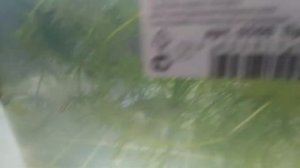 Самка меченосца дала малька. Отсадили на роды.