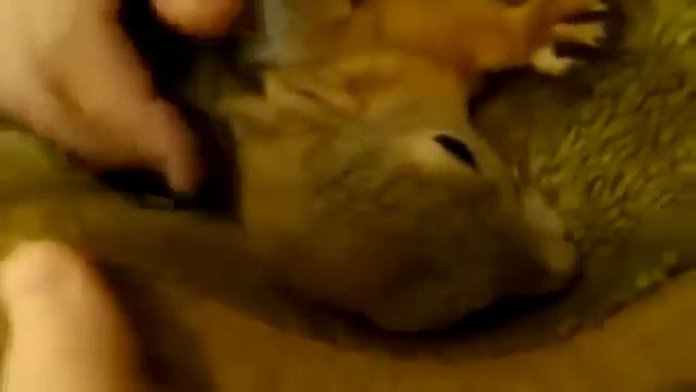 Как ругается белка))) вот Умора ))) смотреть онлайн