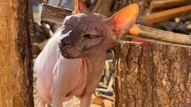 #496 Некуда всё складывать! Мебель для кухни из остатков пиломатериала смотреть онлайн