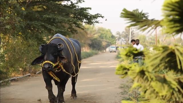 Dairy Farm Slider 3 смотреть онлайн