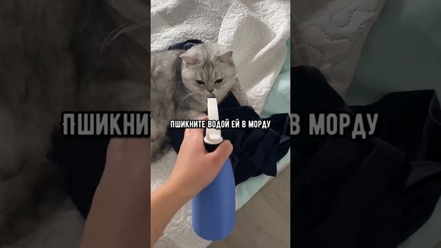 Смешные коты - Майя / как правильно наказывать кошку #кошка #кот смотреть онлайн