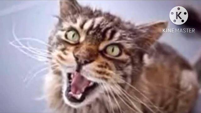 Мужчина погрузил котят в мешок и понёс к реке.Мама-кошка бежала за ним, пытаясь спасти своих малыше смотреть онлайн