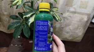 Обработка любого растения после покупки