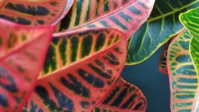 Best Houseplants for Bathroom | Low Light HousePlants смотреть онлайн